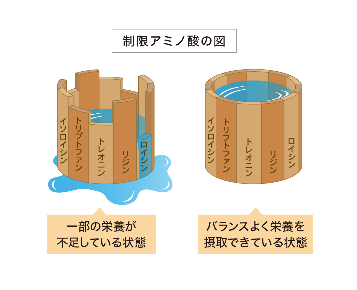 制限アミノ酸の図