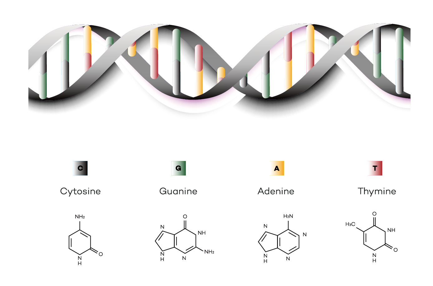 DNAの二重らせん構造